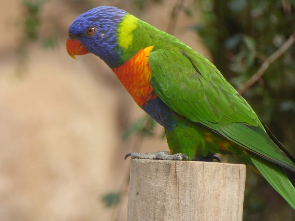 Zoo di Blackpool