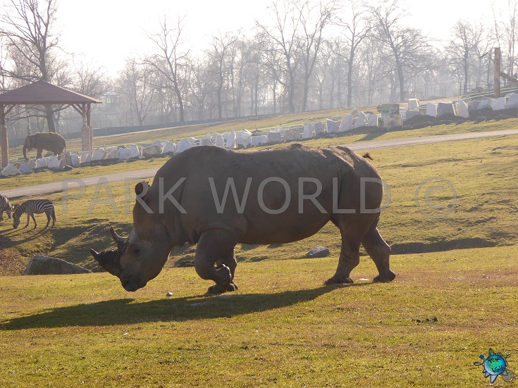 Rinoceronte al Safari Park di Pombia