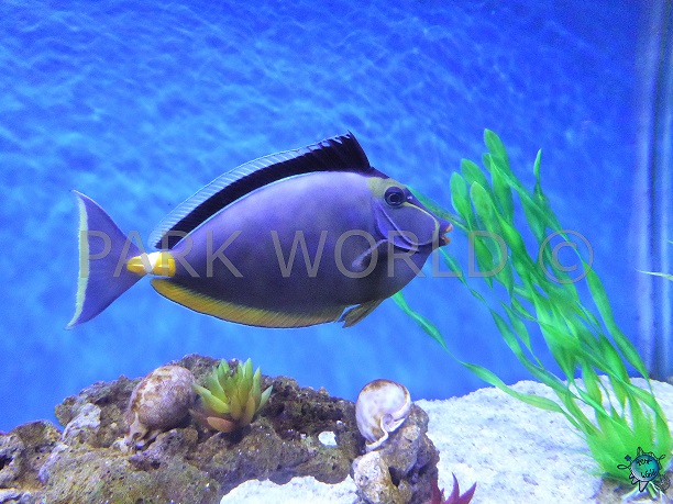 Acquario a Shanghai Hachang Ocean Park