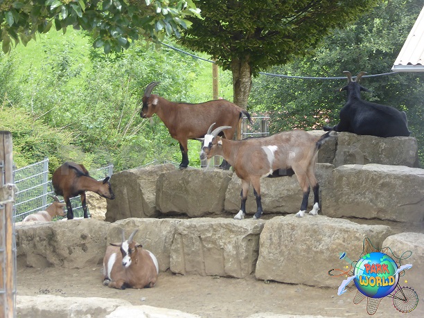 Le caprette di Schwaben Park