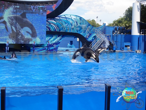 Lo spettacolo delle orche al parco SeaWorld Orlando 