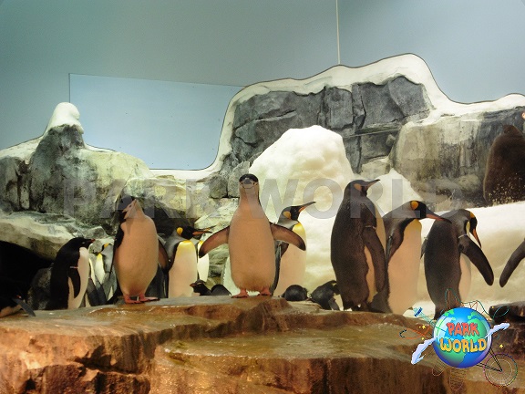 I pinguini al parco SeaWorld Orlando 