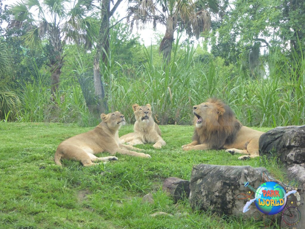 i leoni al Busch Garden Tampa