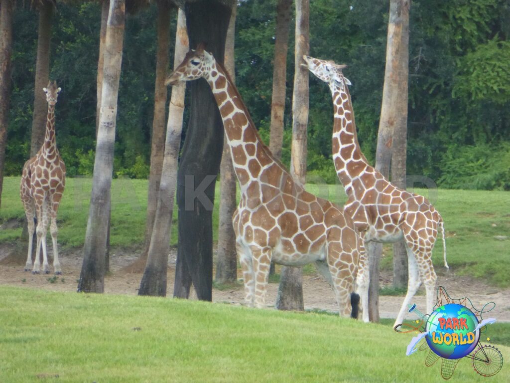 le giraffe 