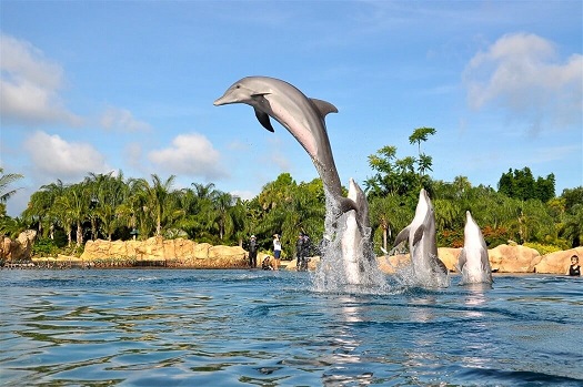 Discovery Cove