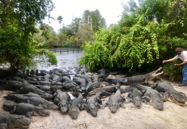 Gli alligatori di Gatorland