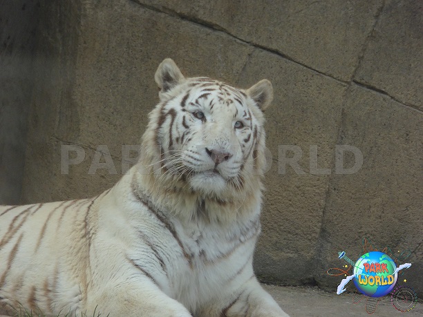 La Tigre bianca del Parco Faunistico Le Cornelle