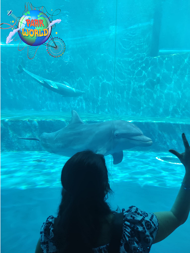 i delfini dell'acquario di genova