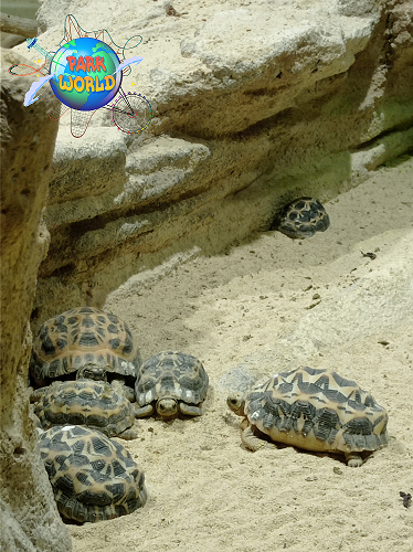 le tartarughe dell'acquario di Genova