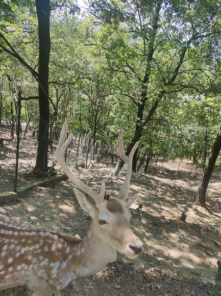 Oasi degli Animali