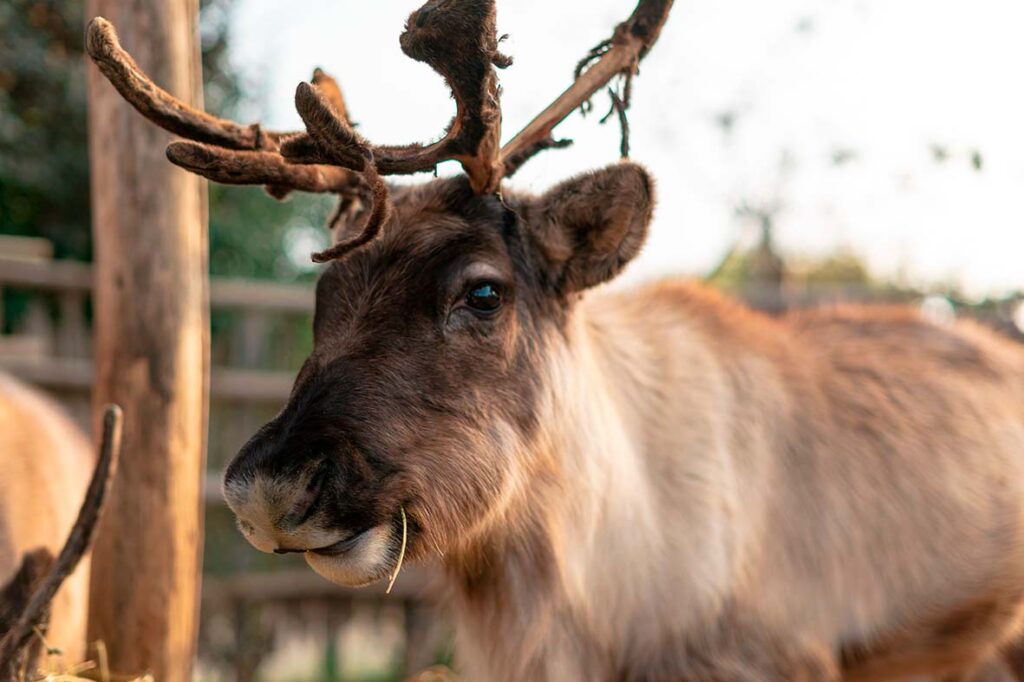 Cosa fare a natale con la famiglia