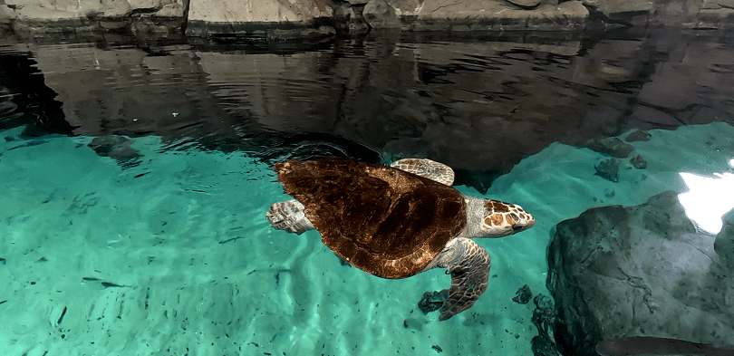 Acquario di Livorno