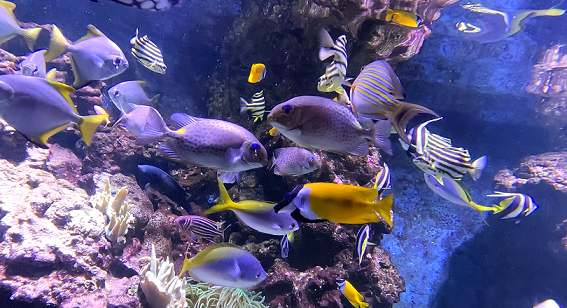 Acquario di Livorno