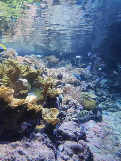 Acquario di Genova